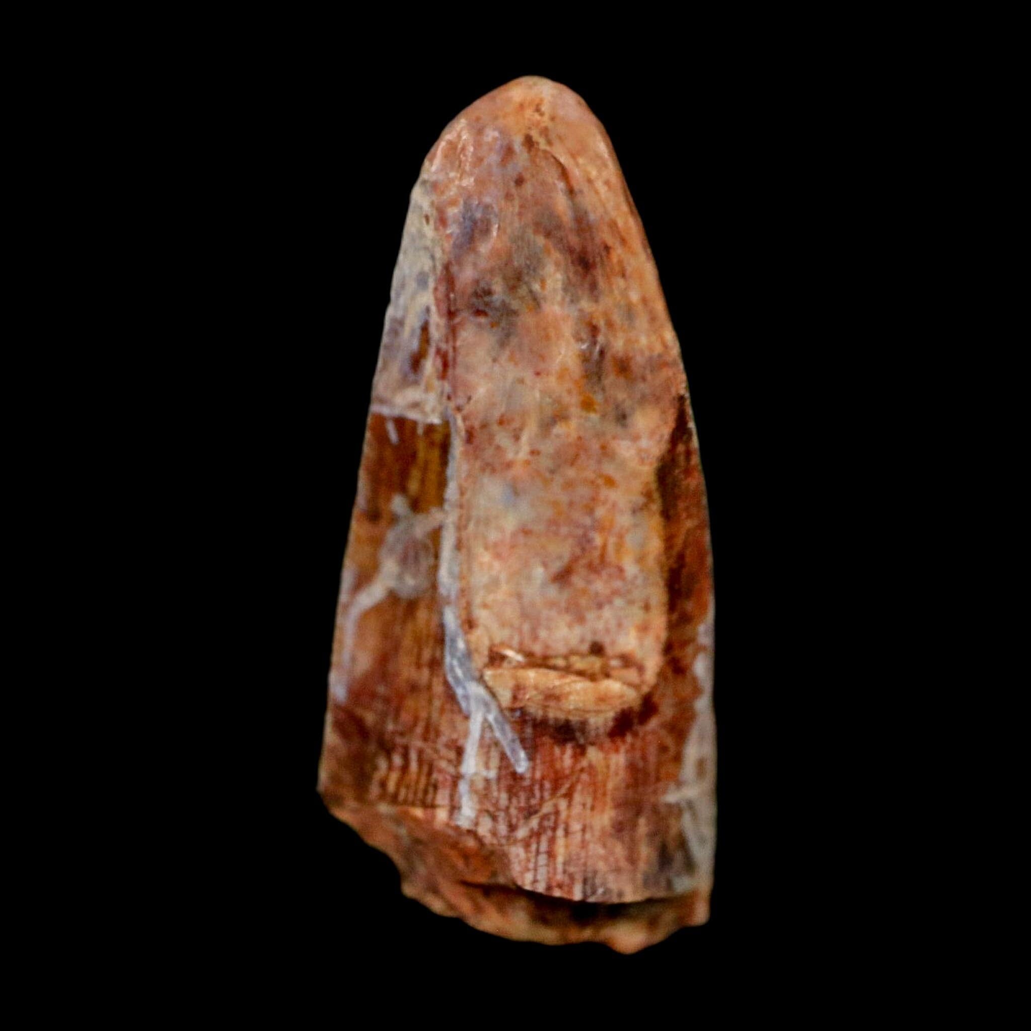 1" Phytosaur Fossil Tooth Triassic Age Archosaur Redonda FM NM COA & Display - Fossil Age Minerals