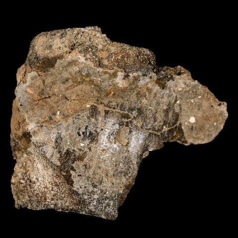 2.6" Lambeosaurus Fossil Vertebrae Bone Judith River FM MT Cretaceous Dinosaur COA - Fossil Age Minerals