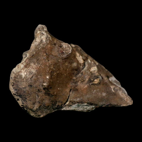 4.5" Rare Hypacrosaurus Dinosaur Fossil Brain Case & Endo Cast Two Medicine MT COA - Fossil Age Minerals