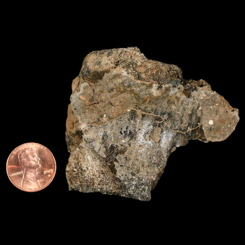 2.6" Lambeosaurus Fossil Vertebrae Bone Judith River FM MT Cretaceous Dinosaur COA - Fossil Age Minerals