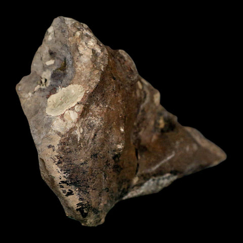 4.5" Rare Hypacrosaurus Dinosaur Fossil Brain Case & Endo Cast Two Medicine MT COA - Fossil Age Minerals