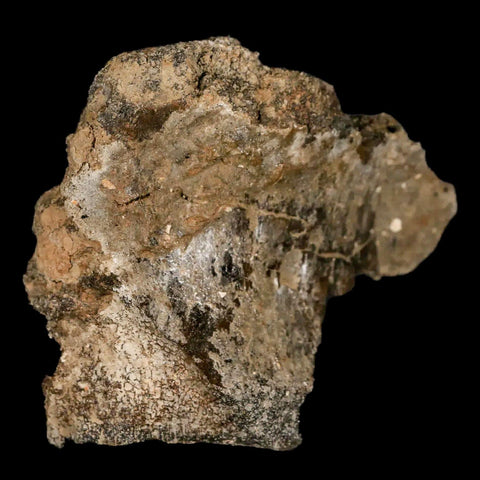 2.6" Lambeosaurus Fossil Vertebrae Bone Judith River FM MT Cretaceous Dinosaur COA - Fossil Age Minerals