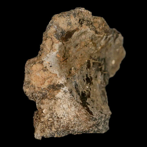 2.6" Lambeosaurus Fossil Vertebrae Bone Judith River FM MT Cretaceous Dinosaur COA - Fossil Age Minerals