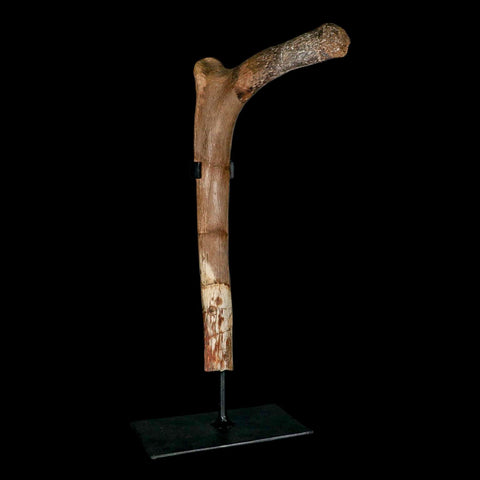 9.9" Hadrosaurus Fossil Rib Bone Aguja Formation Texas Dinosaur Cretaceous COA Stand - Fossil Age Minerals