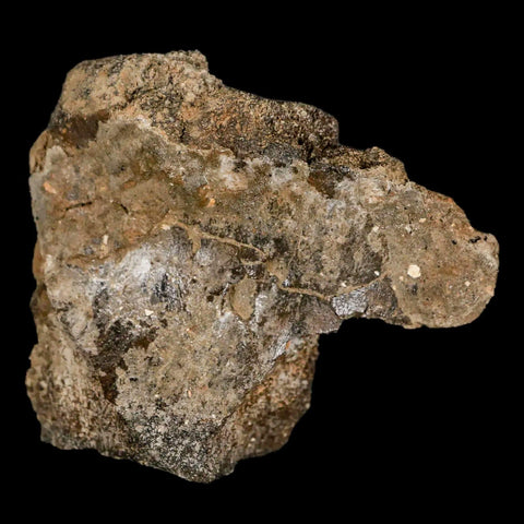 2.6" Lambeosaurus Fossil Vertebrae Bone Judith River FM MT Cretaceous Dinosaur COA - Fossil Age Minerals