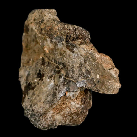 2.6" Lambeosaurus Fossil Vertebrae Bone Judith River FM MT Cretaceous Dinosaur COA - Fossil Age Minerals