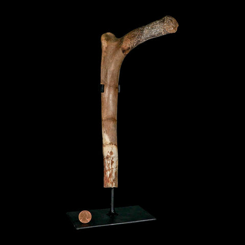 9.9" Hadrosaurus Fossil Rib Bone Aguja Formation Texas Dinosaur Cretaceous COA Stand - Fossil Age Minerals