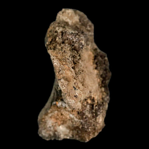 2.6" Lambeosaurus Fossil Vertebrae Bone Judith River FM MT Cretaceous Dinosaur COA - Fossil Age Minerals