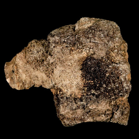 2.6" Lambeosaurus Fossil Vertebrae Bone Judith River FM MT Cretaceous Dinosaur COA - Fossil Age Minerals