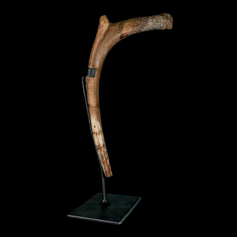 9.9" Hadrosaurus Fossil Rib Bone Aguja Formation Texas Dinosaur Cretaceous COA Stand - Fossil Age Minerals