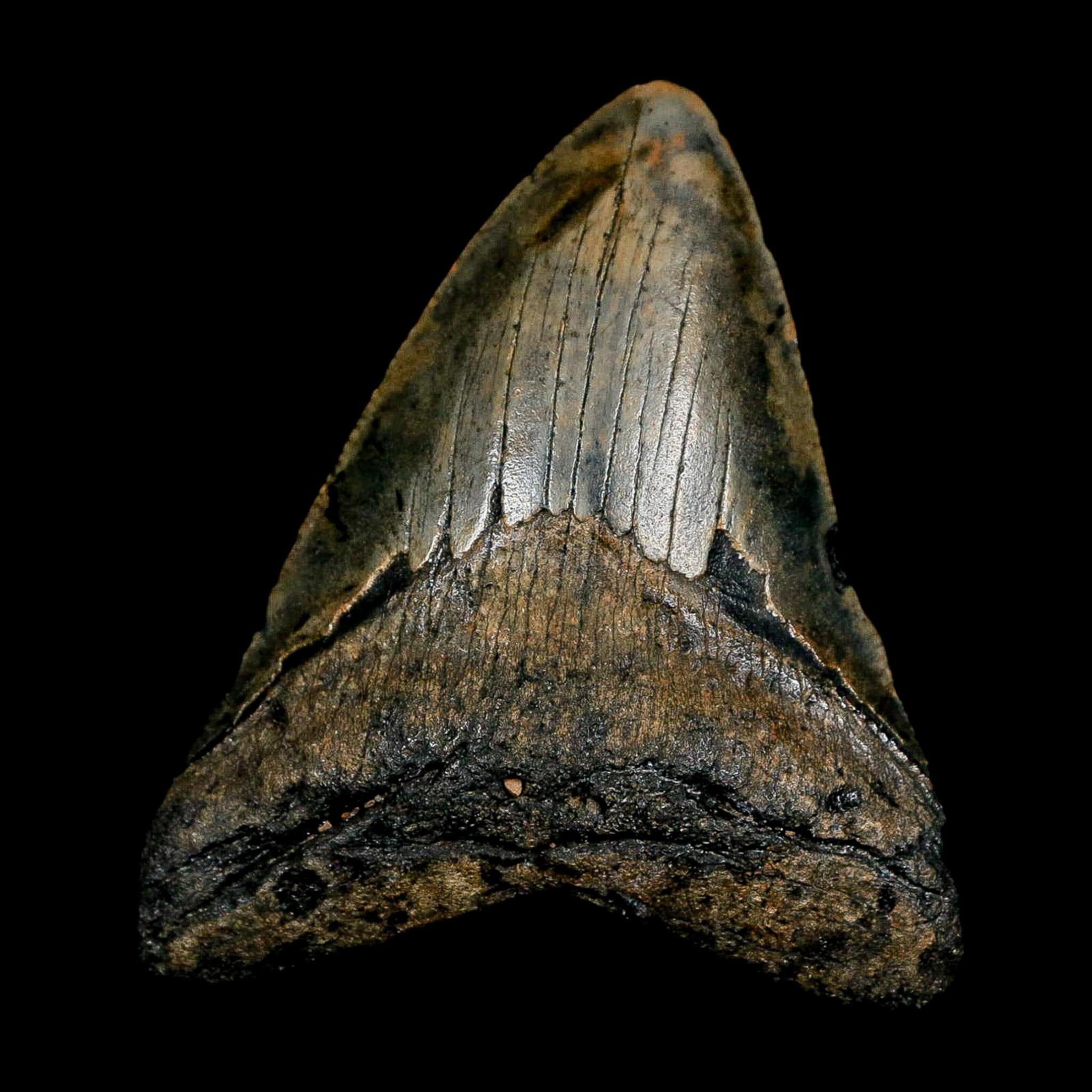 2.7" Quality Megalodon Shark Tooth Serrated Fossil Natural Miocene Age COA - Fossil Age Minerals