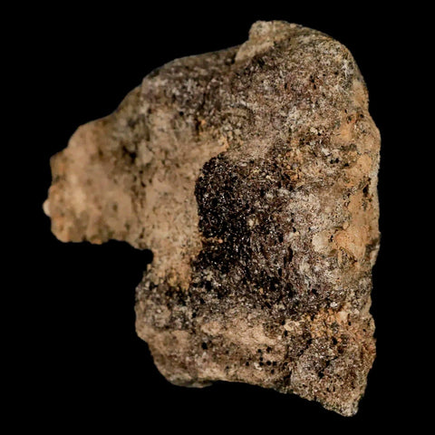 2.6" Lambeosaurus Fossil Vertebrae Bone Judith River FM MT Cretaceous Dinosaur COA - Fossil Age Minerals