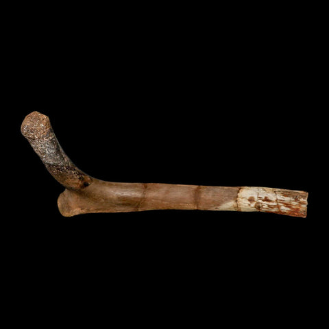 9.9" Hadrosaurus Fossil Rib Bone Aguja Formation Texas Dinosaur Cretaceous COA Stand - Fossil Age Minerals