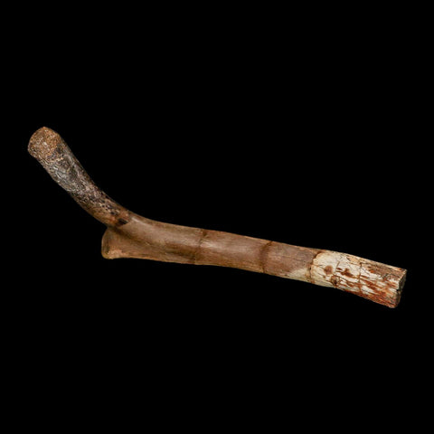 9.9" Hadrosaurus Fossil Rib Bone Aguja Formation Texas Dinosaur Cretaceous COA Stand - Fossil Age Minerals