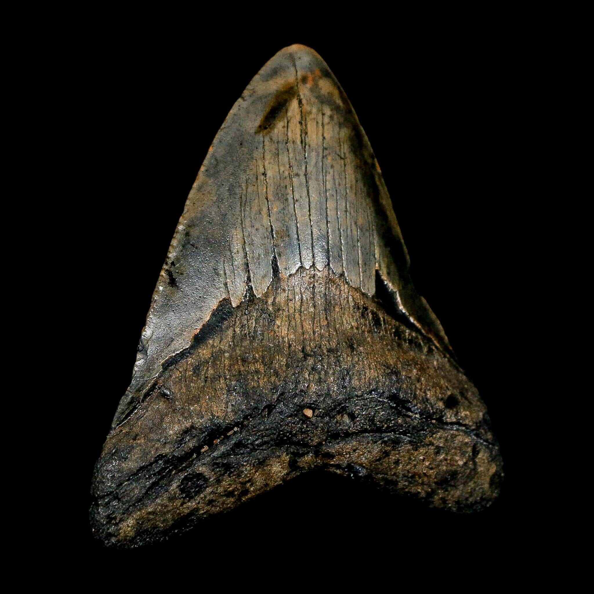 2.7" Quality Megalodon Shark Tooth Serrated Fossil Natural Miocene Age COA - Fossil Age Minerals