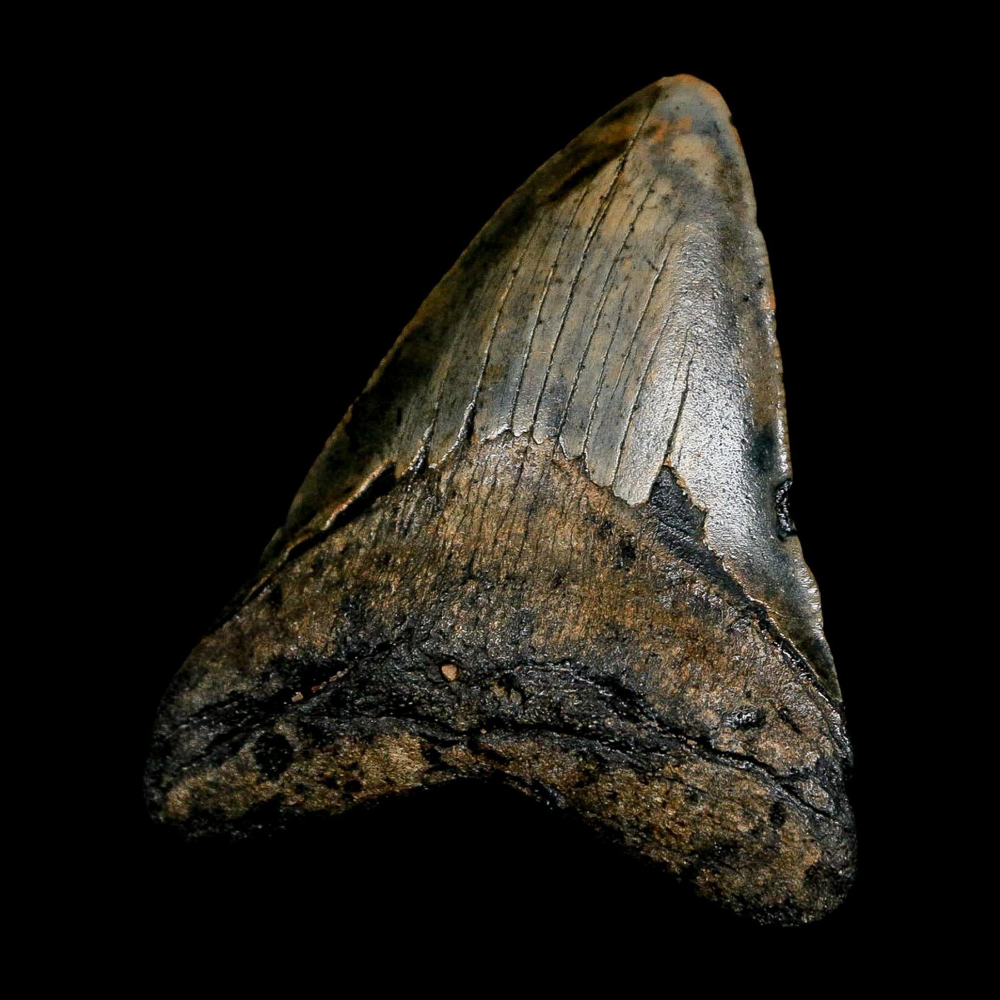 2.7" Quality Megalodon Shark Tooth Serrated Fossil Natural Miocene Age COA - Fossil Age Minerals
