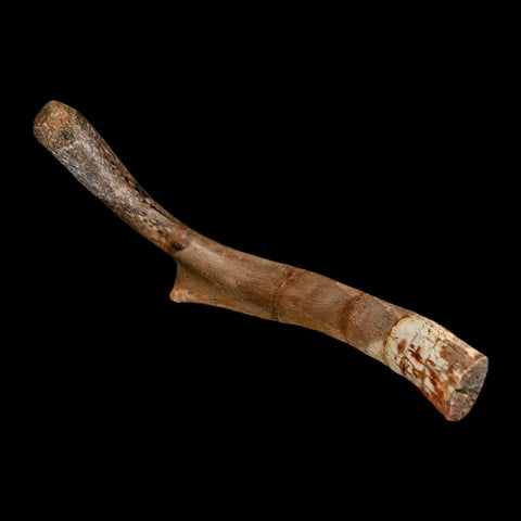 9.9" Hadrosaurus Fossil Rib Bone Aguja Formation Texas Dinosaur Cretaceous COA Stand - Fossil Age Minerals