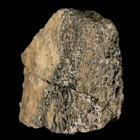 2.5" Lambeosaurus Fossil Bone Marrow Judith River FM MT Cretaceous Dinosaur COA - Fossil Age Minerals