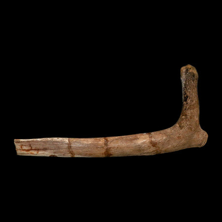 9.9" Hadrosaurus Fossil Rib Bone Aguja Formation Texas Dinosaur Cretaceous COA Stand