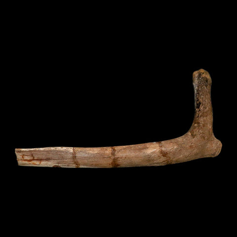 9.9" Hadrosaurus Fossil Rib Bone Aguja Formation Texas Dinosaur Cretaceous COA Stand - Fossil Age Minerals