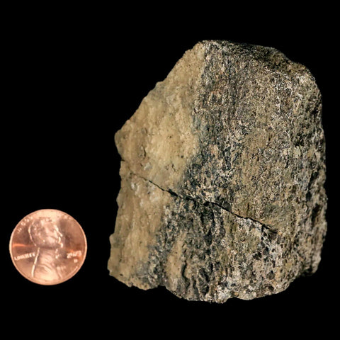 2.5" Lambeosaurus Fossil Bone Marrow Judith River FM MT Cretaceous Dinosaur COA - Fossil Age Minerals