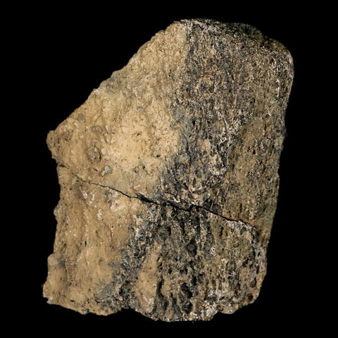 2.5" Lambeosaurus Fossil Bone Marrow Judith River FM MT Cretaceous Dinosaur COA - Fossil Age Minerals