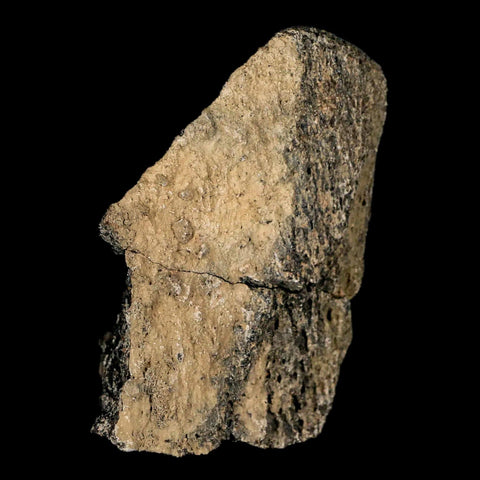 2.5" Lambeosaurus Fossil Bone Marrow Judith River FM MT Cretaceous Dinosaur COA - Fossil Age Minerals