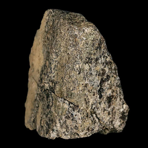 2.5" Lambeosaurus Fossil Bone Marrow Judith River FM MT Cretaceous Dinosaur COA - Fossil Age Minerals