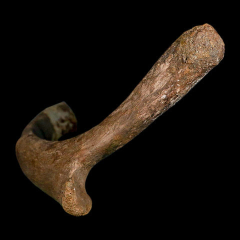 9.9" Hadrosaurus Fossil Rib Bone Aguja Formation Texas Dinosaur Cretaceous COA Stand - Fossil Age Minerals