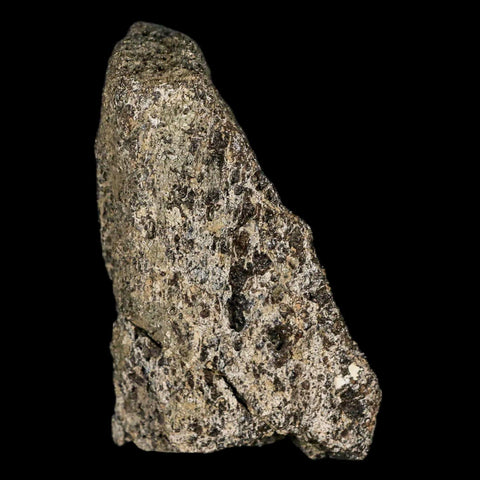 2.5" Lambeosaurus Fossil Bone Marrow Judith River FM MT Cretaceous Dinosaur COA - Fossil Age Minerals