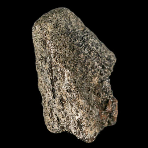 2.5" Lambeosaurus Fossil Bone Marrow Judith River FM MT Cretaceous Dinosaur COA - Fossil Age Minerals