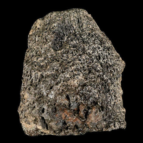 2.5" Lambeosaurus Fossil Bone Marrow Judith River FM MT Cretaceous Dinosaur COA - Fossil Age Minerals