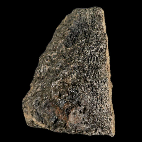 2.5" Lambeosaurus Fossil Bone Marrow Judith River FM MT Cretaceous Dinosaur COA - Fossil Age Minerals