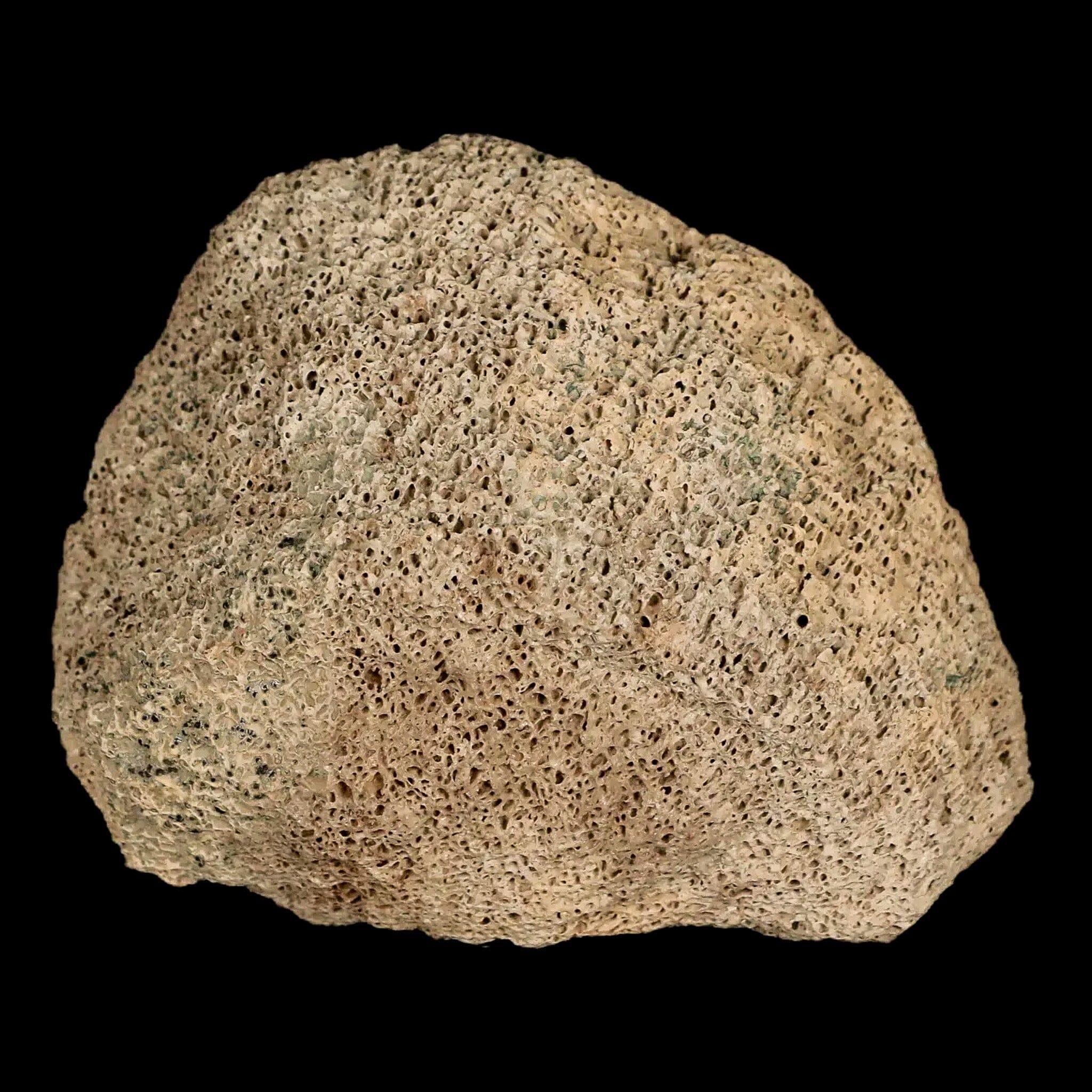 2.8" Lambeosaurus Fossil Bone Marrow Judith River FM MT Cretaceous Dinosaur COA - Fossil Age Minerals