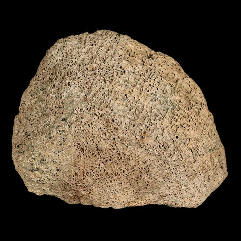 2.8" Lambeosaurus Fossil Bone Marrow Judith River FM MT Cretaceous Dinosaur COA - Fossil Age Minerals