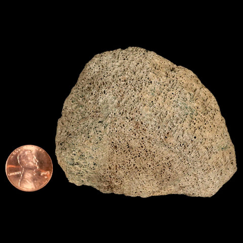 2.8" Lambeosaurus Fossil Bone Marrow Judith River FM MT Cretaceous Dinosaur COA - Fossil Age Minerals