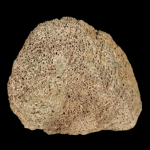 2.8" Lambeosaurus Fossil Bone Marrow Judith River FM MT Cretaceous Dinosaur COA - Fossil Age Minerals