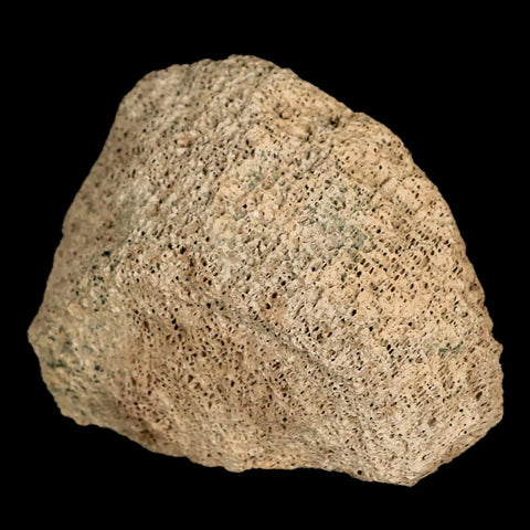 2.8" Lambeosaurus Fossil Bone Marrow Judith River FM MT Cretaceous Dinosaur COA - Fossil Age Minerals