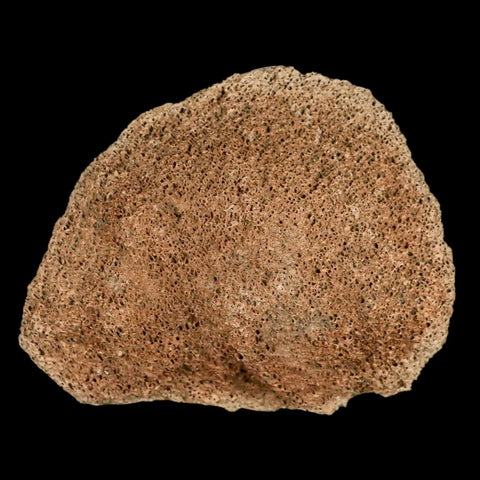 2.8" Lambeosaurus Fossil Bone Marrow Judith River FM MT Cretaceous Dinosaur COA - Fossil Age Minerals