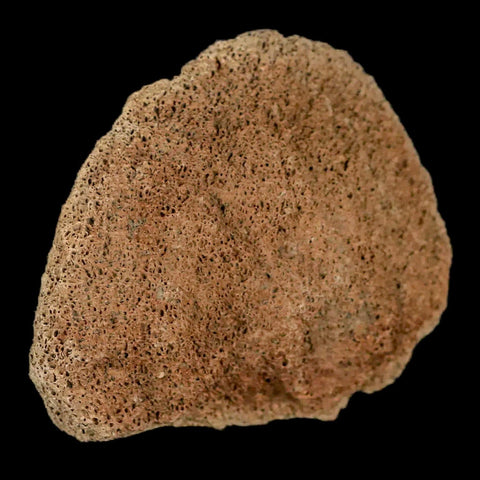 2.8" Lambeosaurus Fossil Bone Marrow Judith River FM MT Cretaceous Dinosaur COA - Fossil Age Minerals