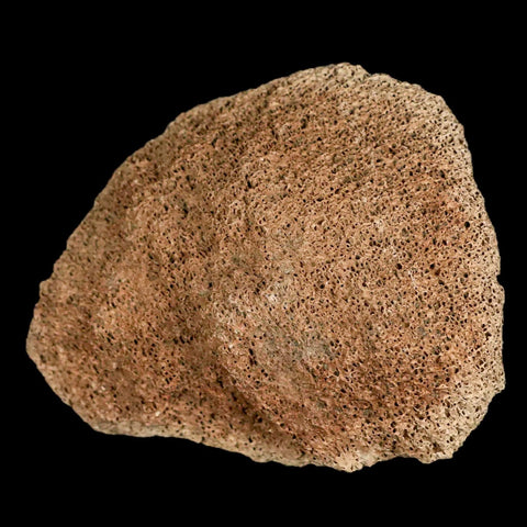 2.8" Lambeosaurus Fossil Bone Marrow Judith River FM MT Cretaceous Dinosaur COA - Fossil Age Minerals