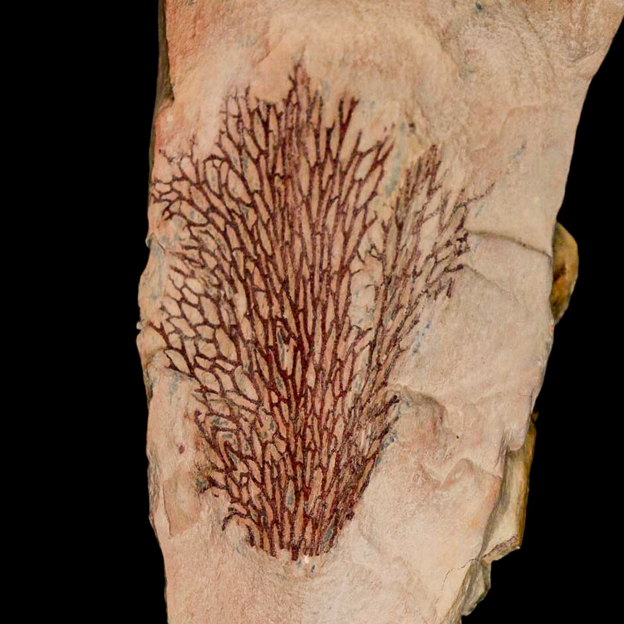 6.3" Fenestella Fossil Bryozoan Moss Animal Upper Ordovician Age Macao Portugal - Fossil Age Minerals