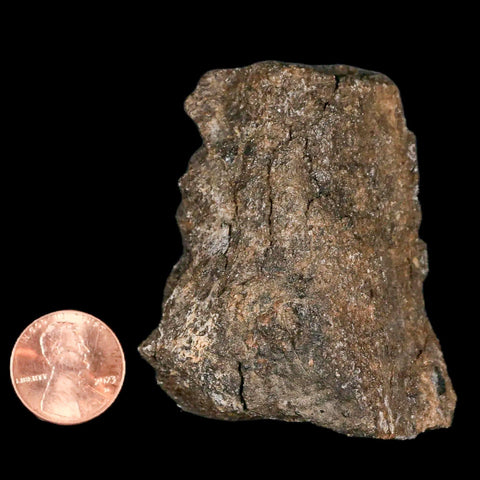 2.4" Lambeosaurus Fossil Bone Judith River FM Montana Cretaceous Dinosaur COA - Fossil Age Minerals