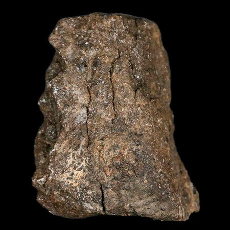 2.4" Lambeosaurus Fossil Bone Judith River FM Montana Cretaceous Dinosaur COA