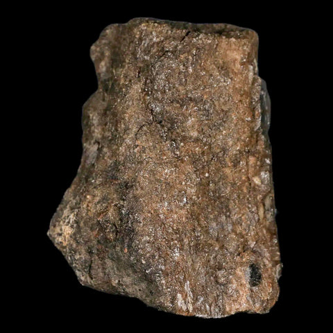 2.4" Lambeosaurus Fossil Bone Judith River FM Montana Cretaceous Dinosaur COA - Fossil Age Minerals