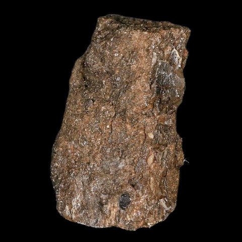 2.4" Lambeosaurus Fossil Bone Judith River FM Montana Cretaceous Dinosaur COA - Fossil Age Minerals