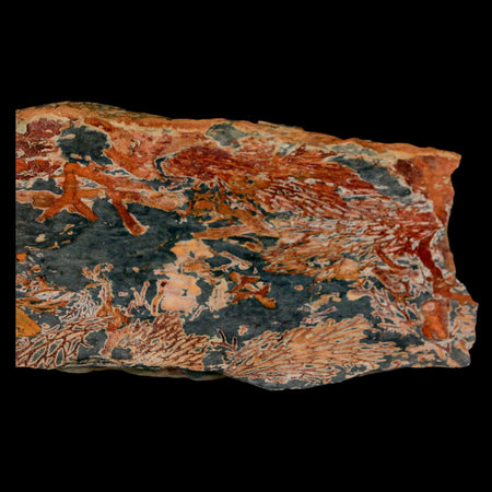 5.7" Fenestella Fossil Bryozoan Moss Animal Upper Ordovician Age Macao Portugal