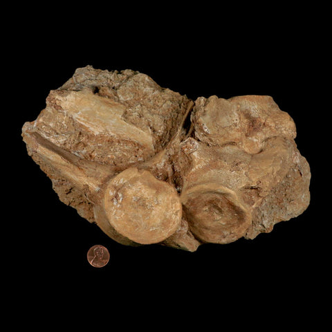 3 Three Plesiosaur Fossil Vertebrae In Matrix Cretaceous Dinosaur Era Morocco COA - Fossil Age Minerals