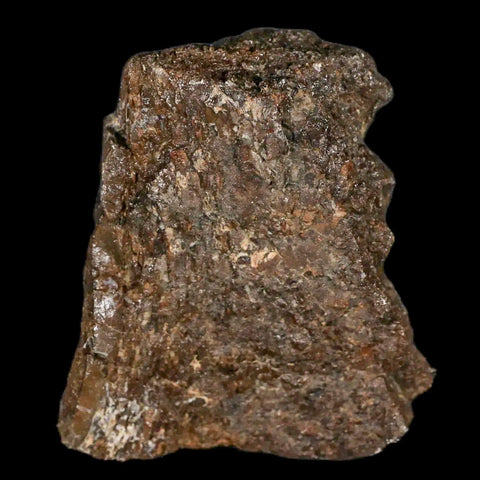 2.4" Lambeosaurus Fossil Bone Judith River FM Montana Cretaceous Dinosaur COA - Fossil Age Minerals