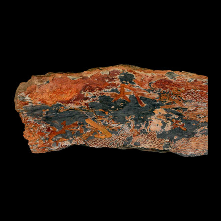 5.7" Fenestella Fossil Bryozoan Moss Animal Upper Ordovician Age Macao Portugal